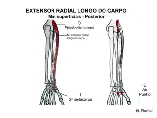 EXTENSOR RADIAL LONGO DO CARPO
      Mm superficiais - Posterior
                    O
             Epicôndilo lateral




                                       E
                                      Ab
                      I              Punho
                2o metacarpo

                                    N. Radial
 