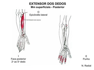 EXTENSOR DOS DEDOS
                  Mm superficiais - Posterior
                        O
                 Epicôndilo lateral




      I                                            E
Face posterior                                   Punho
2o ao 5o dedo
                                                N. Radial
 