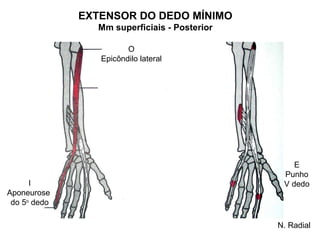 EXTENSOR DO DEDO MÍNIMO
                Mm superficiais - Posterior

                        O
                 Epicôndilo lateral




                                                  E
                                               Punho
      I                                        V dedo
Aponeurose
 do 5o dedo

                                              N. Radial
 