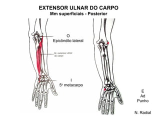 EXTENSOR ULNAR DO CARPO
   Mm superficiais - Posterior



           O
    Epicôndilo lateral




             I
       5o metacarpo
                                    E
                                   Ad
                                  Punho

                                 N. Radial
 