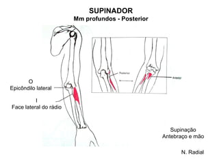 SUPINADOR
                        Mm profundos - Posterior




       O
Epicôndilo lateral

          I
Face lateral do rádio



                                                      Supinação
                                                   Antebraço e mão

                                                         N. Radial
 