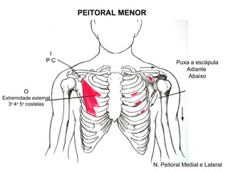 PEITORAL MENOR




                   I
                  PC                             Puxa a escápula
                                                    Adiante
                                                     Abaixo

         O
Extremidade esternal
  3a 4a 5a costelas




                                        N. Peitoral Medial e Lateral
 