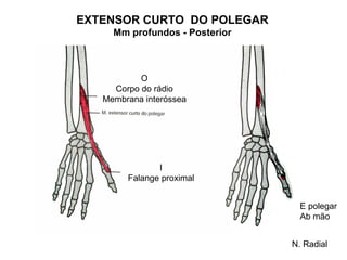 EXTENSOR CURTO DO POLEGAR
     Mm profundos - Posterior



           O
     Corpo do rádio
   Membrana interóssea




               I
        Falange proximal


                                  E polegar
                                  Ab mão


                                N. Radial
 