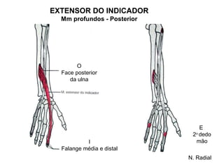 EXTENSOR DO INDICADOR
  Mm profundos - Posterior




        O
  Face posterior
     da ulna




                                 E
                              2o dedo
           I                   mão
  Falange média e distal
                             N. Radial
 