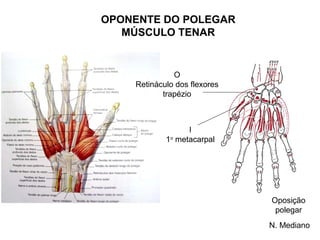 OPONENTE DO POLEGAR
   MÚSCULO TENAR


              O
    Retináculo dos flexores
           trapézio



                  I
            1o metacarpal




                              Oposição
                               polegar
                              N. Mediano
 