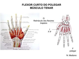 FLEXOR CURTO DO POLEGAR
     MÚSCULO TENAR


                O
      Retináculo dos flexores
             trapézio


                       I
                      FP




                                      F
                                   polegar

                                N. Mediano
 