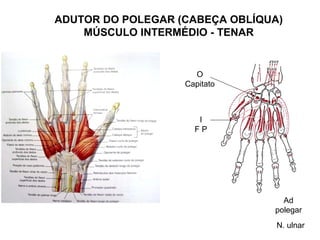ADUTOR DO POLEGAR (CABEÇA OBLÍQUA)
    MÚSCULO INTERMÉDIO - TENAR


                     O
                   Capitato



                      I
                     FP




                                  Ad
                                polegar
                                 N. ulnar
 