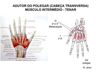 ADUTOR DO POLEGAR (CABEÇA TRANSVERSA)
     MÚSCULO INTERMÉDIO - TENAR


                      O
                   2o e 3o
                 Metacarpais


                         I
                        FP




                                    Ad
                                  polegar
                                  N. ulnar
 