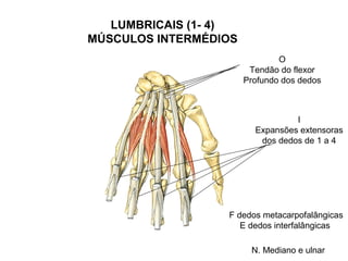 LUMBRICAIS (1- 4)
MÚSCULOS INTERMÉDIOS
                               O
                        Tendão do flexor
                       Profundo dos dedos



                                  I
                         Expansões extensoras
                          dos dedos de 1 a 4




                  F dedos metacarpofalângicas
                     E dedos interfalângicas

                        N. Mediano e ulnar
 