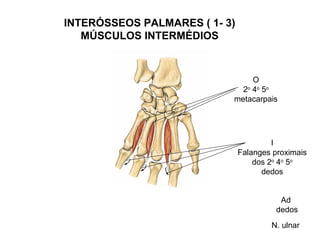 INTERÓSSEOS PALMARES ( 1- 3)
   MÚSCULOS INTERMÉDIOS



                                O
                             2o 4o 5o
                           metacarpais




                                        I
                               Falanges proximais
                                   dos 2o 4o 5o
                                     dedos


                                          Ad
                                         dedos
                                       N. ulnar
 