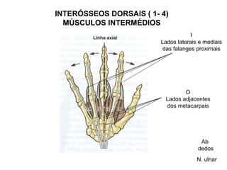INTERÓSSEOS DORSAIS ( 1- 4)
  MÚSCULOS INTERMÉDIOS
                                     I
                         Lados laterais e mediais
                          das falanges proximais




                                 O
                          Lados adjacentes
                          dos metacarpais




                                        Ab
                                       dedos
                                       N. ulnar
 