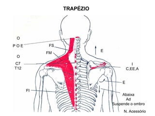 TRAPÉZIO




 O
POE         FS
                            E
           FM
 O
C7                                          I
T12                                      C,EE,A


                                     E

      FI
                                     Abaixa
                                      Ad
                                Suspende o ombro
                                     N. Acessório
 