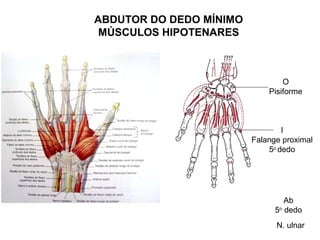 ABDUTOR DO DEDO MÍNIMO
 MÚSCULOS HIPOTENARES



                                 O
                             Pisiforme



                                 I
                         Falange proximal
                             5o dedo




                                  Ab
                               5o dedo
                               N. ulnar
 