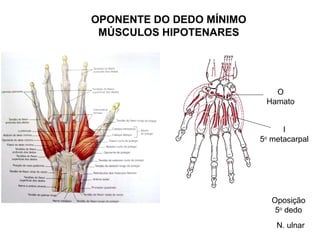 OPONENTE DO DEDO MÍNIMO
 MÚSCULOS HIPOTENARES




                             O
                           Hamato


                                I
                          5o metacarpal




                             Oposição
                              5o dedo
                              N. ulnar
 
