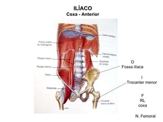 ILÍACO
Coxa - Anterior




                      O
                  Fossa ilíaca

                           I
                    Trocanter menor


                            F
                            RL
                           coxa

                         N. Femoral
 