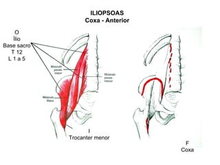 ILIOPSOAS
                  Coxa - Anterior
     O
    Ílio
Base sacro
   T 12
  L1a5




                    I
             Trocanter menor
                                     F
                                    Coxa
 