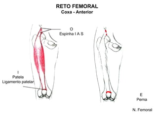 RETO FEMORAL
                     Coxa - Anterior


                         O
                    Espinha I A S




       I
     Patela
Ligamento patelar


                                          E
                                         Perna

                                       N. Femoral
 