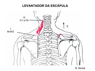 LEVANTADOR DA ESCÁPULA


         O
      C1 a C4

                            E
 I
MME




                                N. Dorsal
 