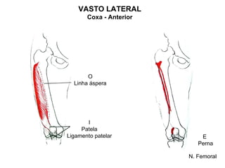 VASTO LATERAL
       Coxa - Anterior




       O
  Linha áspera




       I
     Patela
Ligamento patelar            E
                            Perna

                         N. Femoral
 