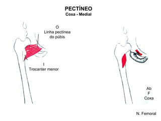PECTÍNEO
                  Coxa - Medial


             O
       Linha pectínea
          do púbis




       I
Trocanter menor



                                       Ab
                                       F
                                      Coxa


                                  N. Femoral
 