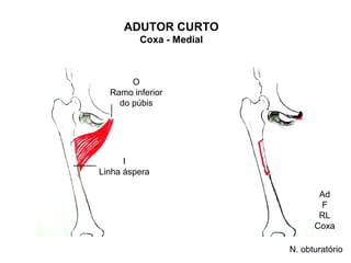 ADUTOR CURTO
         Coxa - Medial



       O
  Ramo inferior
    do púbis




      I
Linha áspera

                                Ad
                                F
                                RL
                               Coxa

                         N. obturatório
 