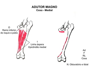ADUTOR MAGNO
                           Coxa - Medial




        O
 Ramo inferior
do ísquio e púbis


                            I
                      Linha áspera
                    Epicôndilo medial
                                                           Ad
                                                           F
                                                           RL
                                                          Coxa

                                           N. Obturatório e tibial
 