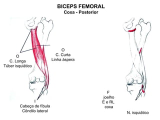 BICEPS FEMORAL
                                  Coxa - Posterior




                                 O
       O                      C. Curta
   C. Longa                 Linha áspera
Túber isquiático




                                                        F
                                                      joelho
                I                                    E e RL
         Cabeça de fíbula                              coxa
          Côndilo lateral                                      N. isquiático
 