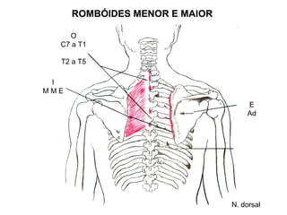 ROMBÓIDES MENOR E MAIOR

    O
  C7 a T1

  T2 a T5

 I
MME
                                    E
                                    Ad




                                N. dorsal
 