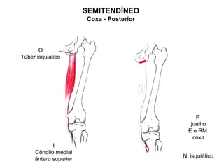 SEMITENDÍNEO
                       Coxa - Posterior




       O
Túber isquiático




                                               F
                                             joelho
                                            E e RM
                                              coxa
            I
     Côndilo medial
                                          N. isquiático
     ântero superior
 