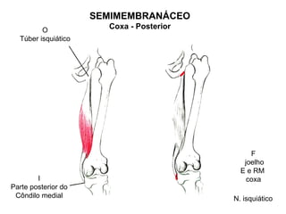 SEMIMEMBRANÁCEO
         O             Coxa - Posterior
  Túber isquiático




                                               F
                                             joelho
                                            E e RM
        I                                     coxa
Parte posterior do
 Côndilo medial                           N. isquiático
 