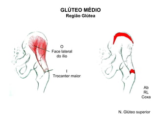 GLÚTEO MÉDIO
        Região Glútea




    O
Face lateral
  do ílio


       I
Trocanter maior

                                      Ab
                                      RL
                                     Coxa


                        N. Glúteo superior
 