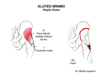GLÚTEO MÍNIMO
      Região Glútea




      O
 Face lateral
metade inferior
    do ílio


       I
Trocanter maior


                       Ab
                      Coxa


                         N. Glúteo superior
 