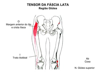 TENSOR DA FÁSCIA LATA
                          Região Glútea



          O
Margem anterior do ílio
    e crista íliaca




             I
      Trato iliotibial                                 Ab
                                                      Coxa

                                             N. Glúteo superior
 
