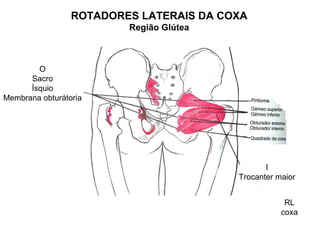 ROTADORES LATERAIS DA COXA
                         Região Glútea



        O
      Sacro
      Ísquio
Membrana obturátoria




                                                I
                                         Trocanter maior


                                                     RL
                                                    coxa
 