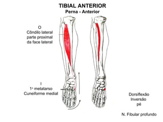 TIBIAL ANTERIOR
                      Perna - Anterior


       O
 Côndilo lateral
 parte proximal
 da face lateral




        I
  1o metatarso
Cuneiforme medial                           Dorsiflexão
                                             Inversão
                                                pé

                                         N. Fibular profundo
 
