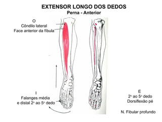 EXTENSOR LONGO DOS DEDOS
                          Perna - Anterior
         O
   Côndilo lateral
Face anterior da fíbula




             I                                        E
   Falanges média                               2o ao 5o dedo
 e distal 2o ao 5o dedo                         Dorsiflexão pé

                                             N. Fibular profundo
 