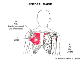 PEITORAL MAIOR




         O
       C,E
Cartilagem costal
 2a a 6a costelas



         I
      Sulco I

                                                    F
                                                   Ad
                                                   RM
                                                  Ombro


                                     N. Peitoral Medial e Lateral
 