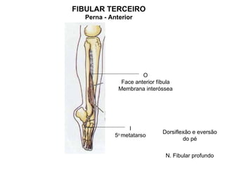 FIBULAR TERCEIRO
  Perna - Anterior




                      O
              Face anterior fíbula
             Membrana interóssea




                  I
                              Dorsiflexão e eversão
            5o metatarso
                                      do pé

                               N. Fibular profundo
 