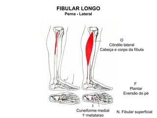 FIBULAR LONGO
  Perna - Lateral




                              O
                        Côndilo lateral
                    Cabeça e corpo da fíbula




                                      F
                                    Plantar
                                 Eversão do pé


                I
        Cuneiforme medial    N. Fibular superficial
          1o metatarso
 