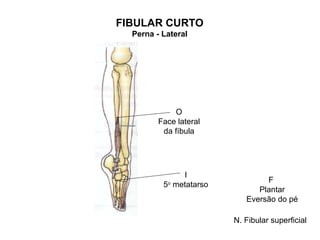 FIBULAR CURTO
  Perna - Lateral




             O
         Face lateral
          da fíbula




               I
                                 F
          5o metatarso
                               Plantar
                            Eversão do pé

                         N. Fibular superficial
 
