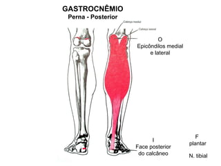 GASTROCNÊMIO
 Perna - Posterior


                              O
                     Epicôndilos medial
                          e lateral




                                             F
                           I
                                          plantar
                     Face posterior
                      do calcâneo         N. tibial
 