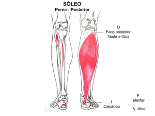 SÓLEO
Perna - Posterior



                            O
                     Face posterior
                      fíbula e tíbia




                                          F
                        I              plantar
                    Calcâneo
                                       N. tibial
 