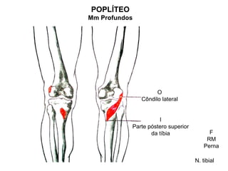 POPLÍTEO
Mm Profundos




                     O
               Côndilo lateral


                     I
           Parte póstero superior
                  da tíbia                F
                                         RM
                                        Perna

                                    N. tibial
 
