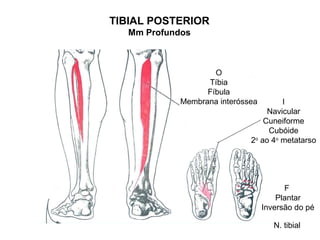 TIBIAL POSTERIOR
   Mm Profundos



                     O
                   Tíbia
                   Fíbula
             Membrana interóssea       I
                                   Navicular
                                  Cuneiforme
                                   Cubóide
                              2o ao 4o metatarso




                                         F
                                       Plantar
                                   Inversão do pé

                                      N. tibial
 