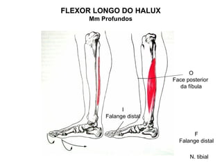 FLEXOR LONGO DO HALUX
     Mm Profundos




                                O
                          Face posterior
                             da fíbula



               I
         Falange distal


                                  F
                            Falange distal

                                N. tibial
 
