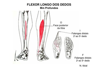 FLEXOR LONGO DOS DEDOS
      Mm Profundos




                    O
              Face posterior
                 da tíbia
                                       I
                               Falanges distais
                                2o ao 5o dedo




                                        F
                                 Falanges distais
                                  2o ao 5o dedo

                                      N. tibial
 
