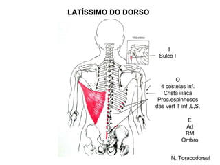 LATÍSSIMO DO DORSO



                         I
                      Sulco I



                             O
                       4 costelas inf.
                        Crista iliaca
                      Proc.espinhosos
                     das vert T inf ,L,S.

                                  E
                                 Ad
                                 RM
                                Ombro


                            N. Toracodorsal
 