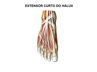 EXTENSOR CURTO DO HÁLUX
 