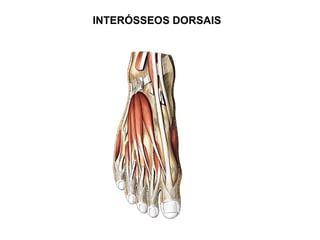 INTERÓSSEOS DORSAIS
 