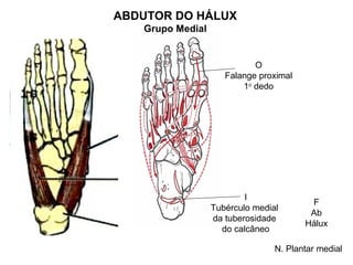 ABDUTOR DO HÁLUX
   Grupo Medial


                            O
                     Falange proximal
                         1o dedo




                          I
                                         F
                  Tubérculo medial
                                         Ab
                  da tuberosidade
                                        Hálux
                    do calcâneo

                                 N. Plantar medial
 